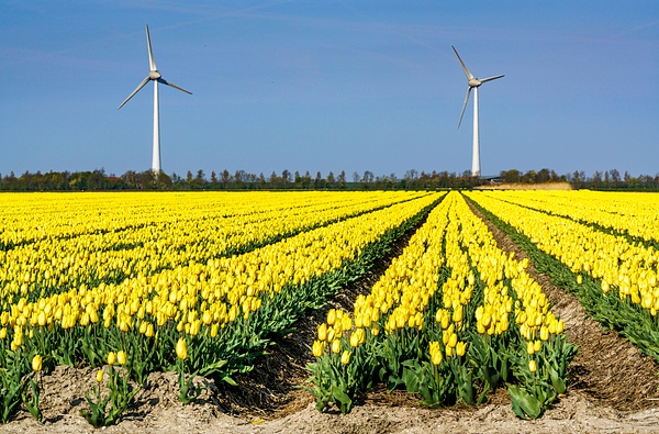 Windmolen gele tulpen
